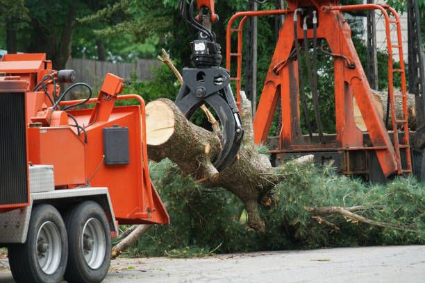 Stamps, AR Tree Services Company